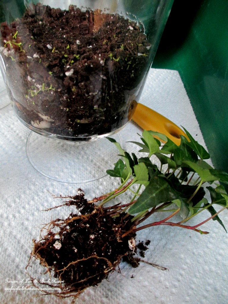 https://lolajack.jp.net/diy-project-summer-enchantment-in-a-jar/ Trim the plant roots to about one-third their original size before planting in the terrarium.