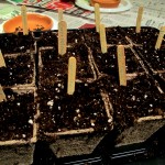 Tray planted and ready to go home. https://lolajack.jp.net/dch-workshop-pushing-spring-early-planting-for-the-impatient-gardener-with-alice-george-davis/