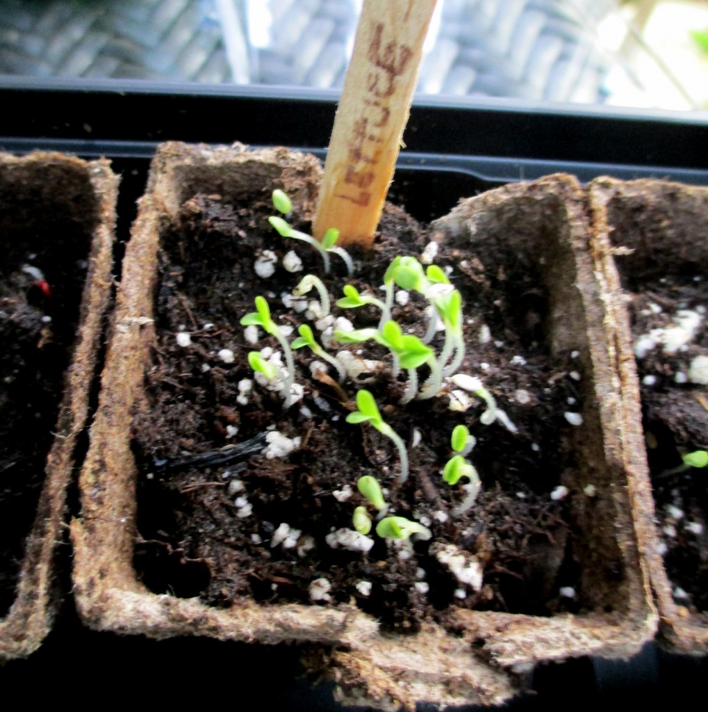 Lettuce sprouts after five days https://lolajack.jp.net/dch-workshop-pushing-spring-early-planting-for-the-impatient-gardener-with-alice-george-davis/