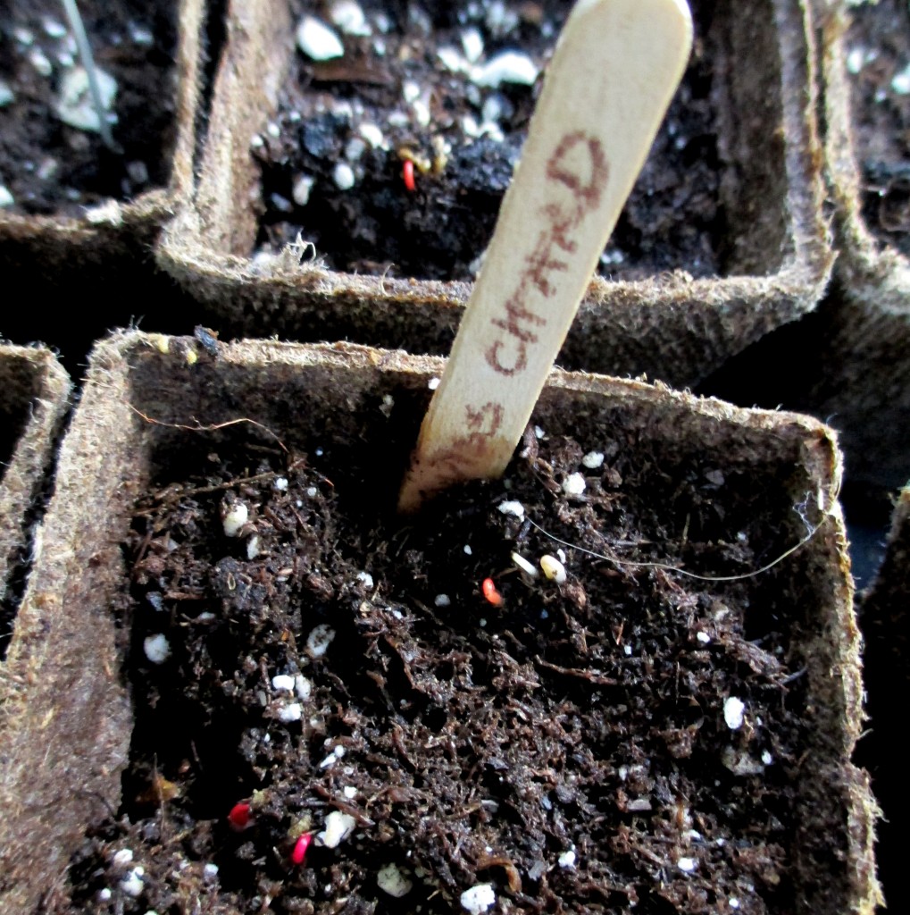 Swiss Chard emerging after just five days! https://lolajack.jp.net/dch-workshop-pushing-spring-early-planting-for-the-impatient-gardener-with-alice-george-davis/