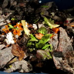 Vericompost Bin https://lolajack.jp.net/diy-project-vermicomposting-in-a-tub-in-a-few-easy-steps/