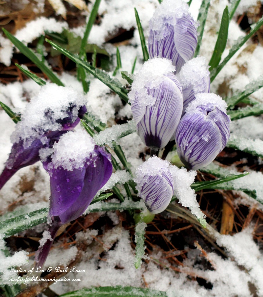 Snow Crocus https://lolajack.jp.net/spring-snow-march-25th-the-groundhog-lied/