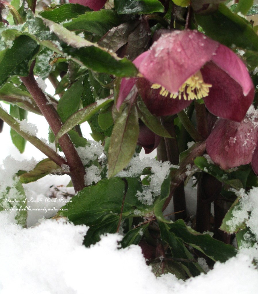 Pink Hellebore in the snow https://lolajack.jp.net/spring-snow-march-25th-the-groundhog-lied/