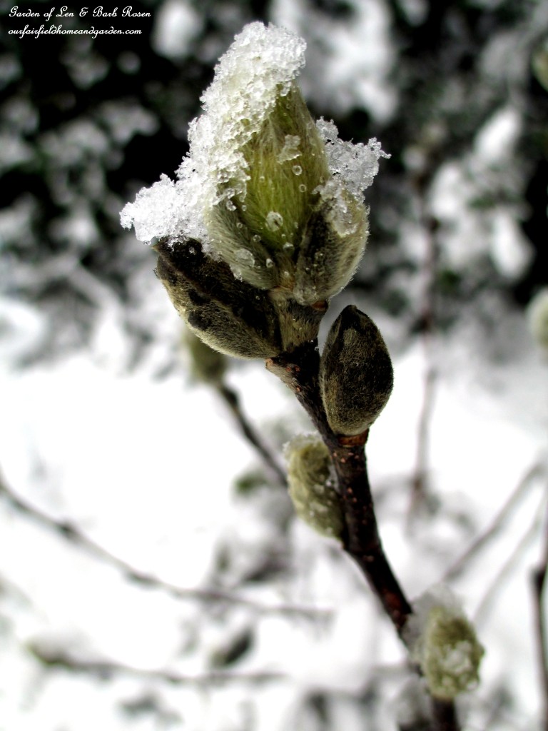 Star Magnolia Buds https://lolajack.jp.net/spring-snow-march-25th-the-groundhog-lied/