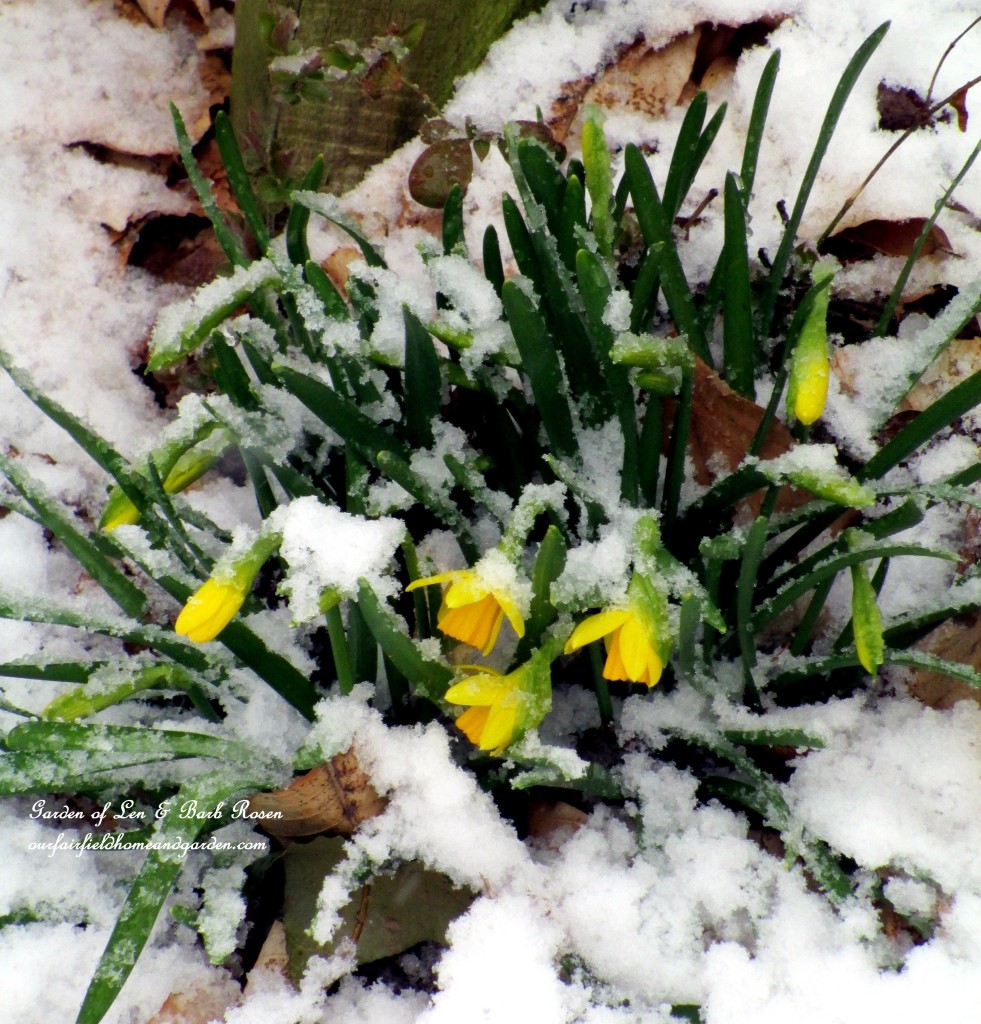 Tete a Tetes by the back fence https://lolajack.jp.net/spring-snow-march-25th-the-groundhog-lied/