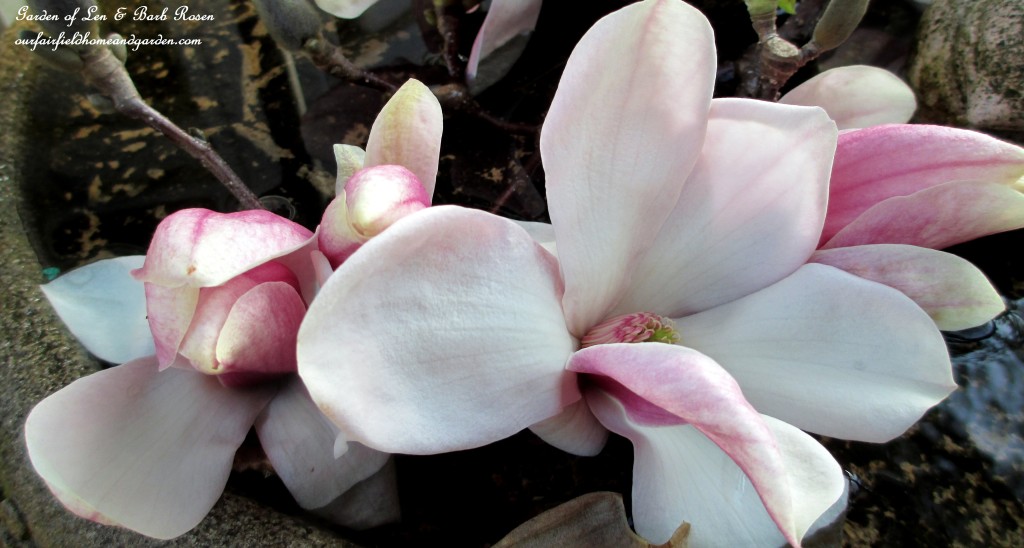 Tulip Magnolia Blooms https://lolajack.jp.net/spring-is-here-early-spring-blossoms/