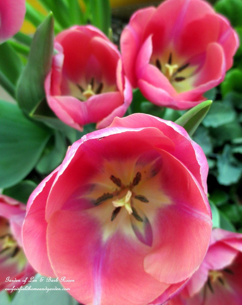 Pink Tulips https://lolajack.jp.net/spring-is-here-early-spring-blossoms/