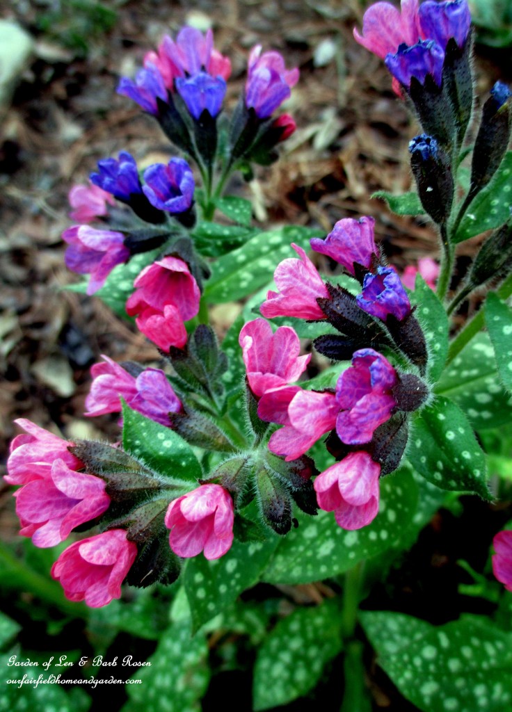 Plumbago, also known as Leadwort https://lolajack.jp.net/spring-is-here-early-spring-blossoms/