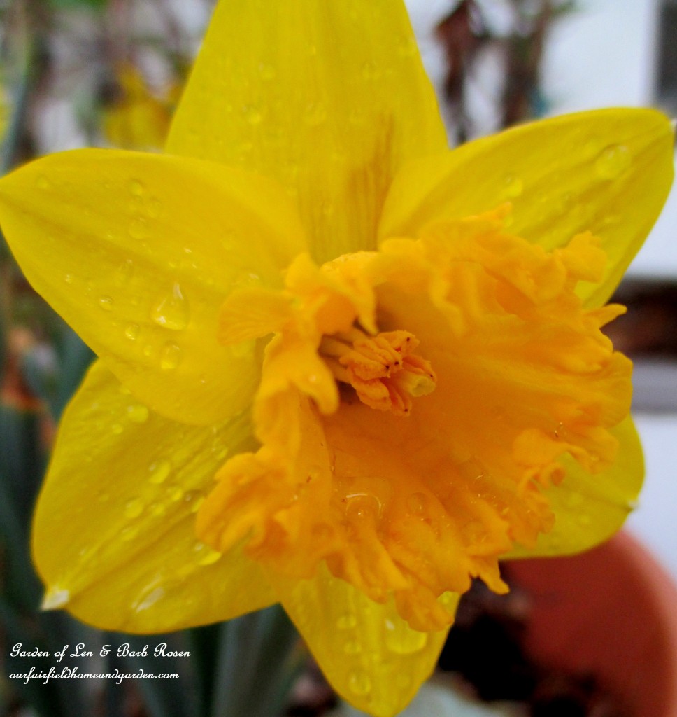 Daffodil fresh from the rain https://lolajack.jp.net/mid-april-spring-blooms-in-the-garden/