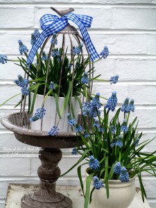 Muscari cloche https://lolajack.jp.net/mid-april-spring-blooms-in-the-garden/
