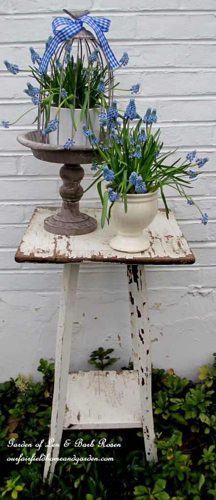 Spring vignette ~ Muscari https://lolajack.jp.net/mid-april-spring-blooms-in-the-garden/