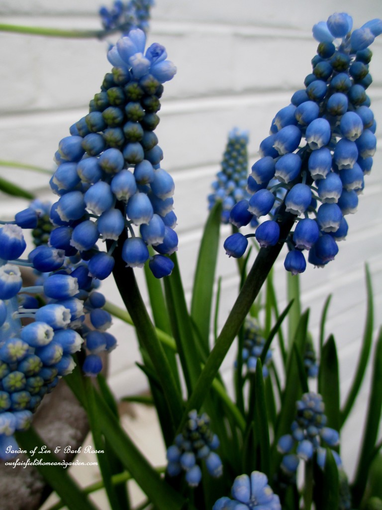 Muscari ~ Grape Hyacinths https://lolajack.jp.net/mid-april-spring-blooms-in-the-garden/