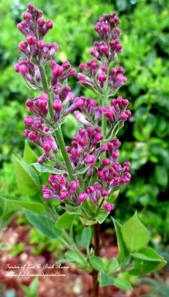 Lilac buds https://lolajack.jp.net/mid-april-spring-blooms-in-the-garden/