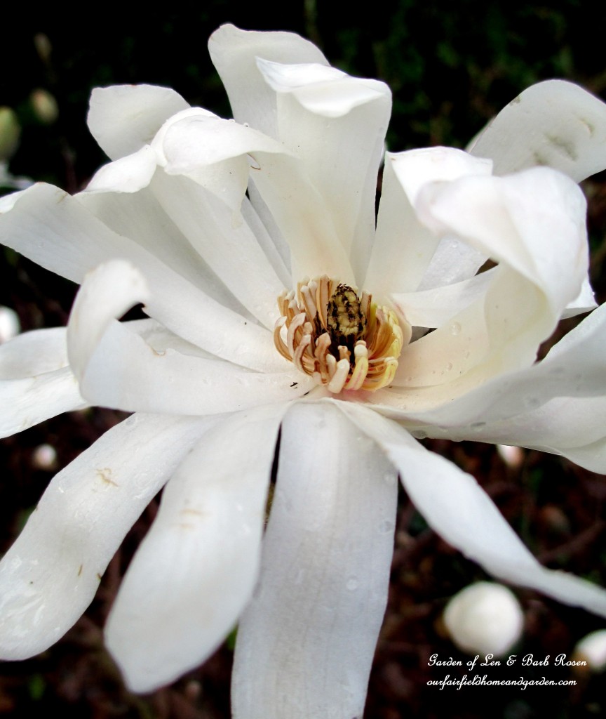 Star Magnolia Bloom https://lolajack.jp.net/mid-april-spring-blooms-in-the-garden/