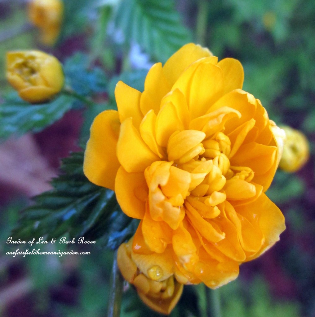 Double Kerria Flower https://lolajack.jp.net/april-18th-whats-blooming-today/
