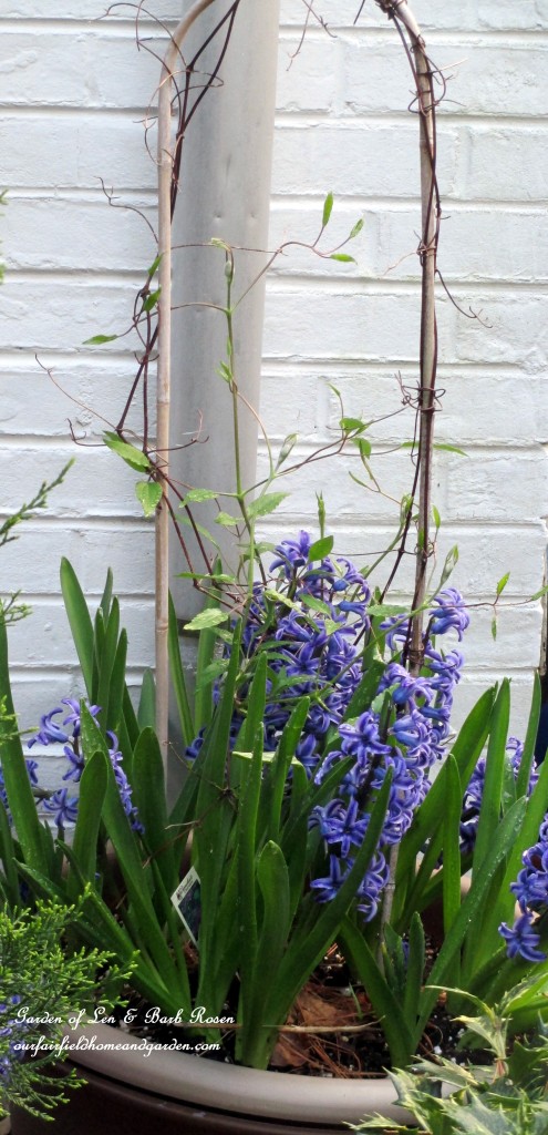 Potted Clematis underplanted with Hyacinths https://lolajack.jp.net/april-18th-whats-blooming-today/