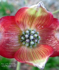 "Cherokee Brave" Dogwood Blossom https://lolajack.jp.net/april-18th-whats-blooming-today/
