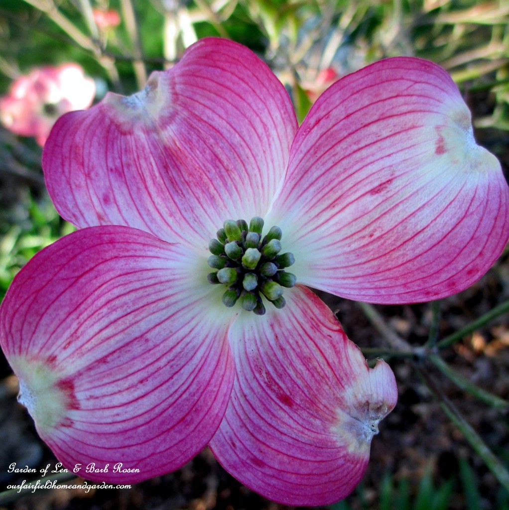 Cherokee Brave Dogwood Blossom https://lolajack.jp.net/let-the-gardening-begin/
