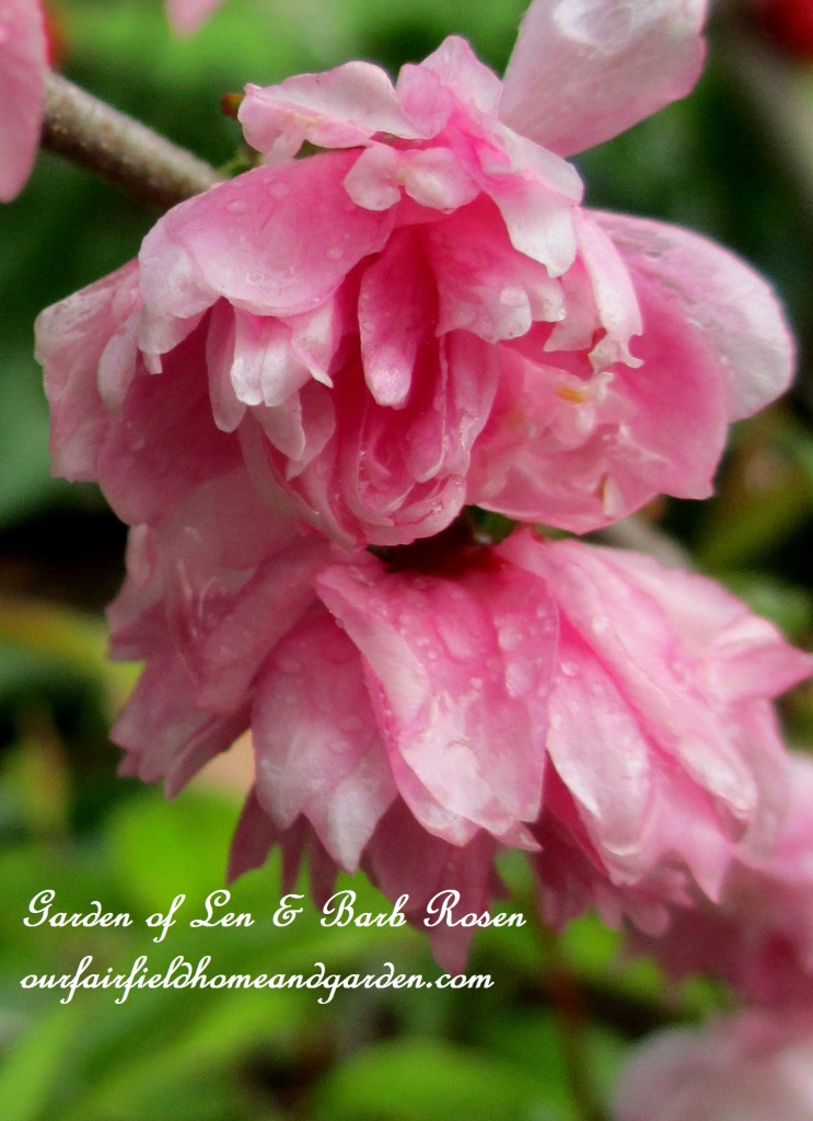 Flowering Almond Shrub Blossoms https://lolajack.jp.net/the-merry-merry-month-of-may/
