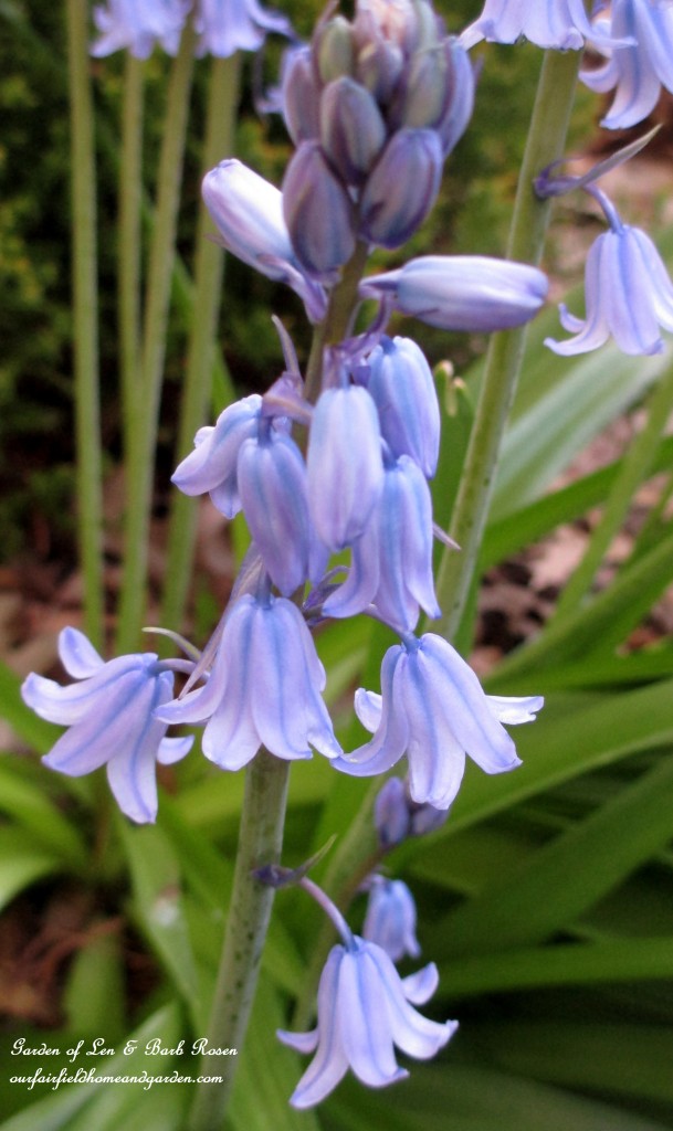Bluebells https://lolajack.jp.net/the-merry-merry-month-of-may/