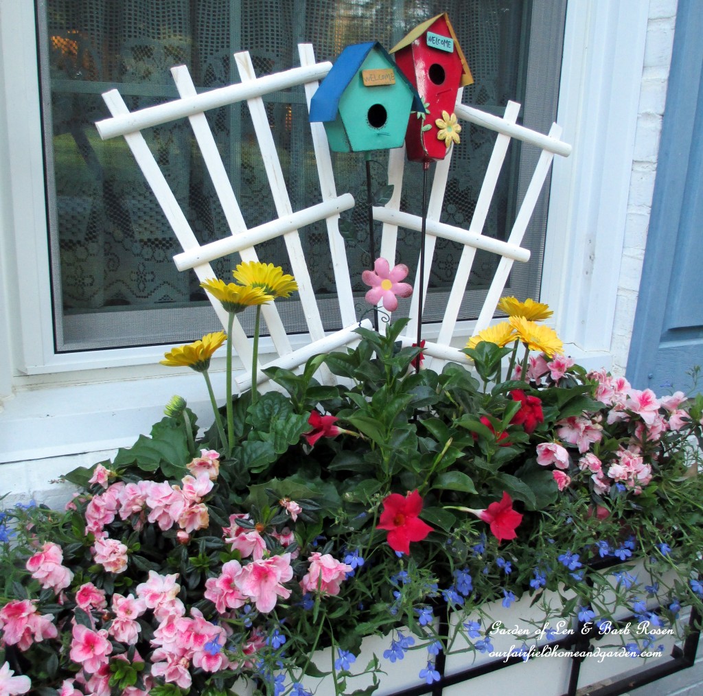 window box with lobelia, gerber daisies, mandevilla and azaleas https://lolajack.jp.net/the-merry-merry-month-of-may/