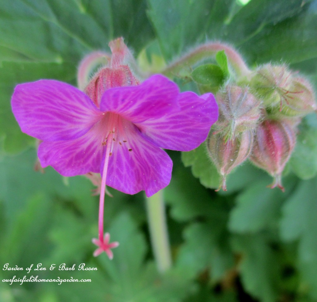 hardy geranium https://lolajack.jp.net/the-merry-merry-month-of-may/