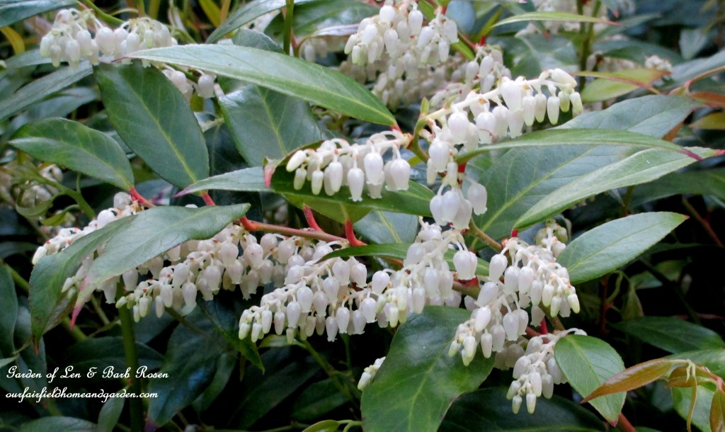 Leucothoe Shrub Blooming https://lolajack.jp.net/may-garden-birdhouses-flowers/