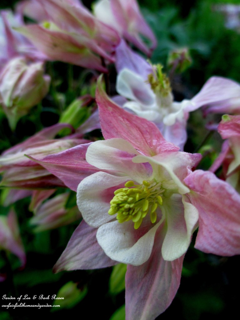 Pink Columbine https://lolajack.jp.net/may-garden-birdhouses-flowers/