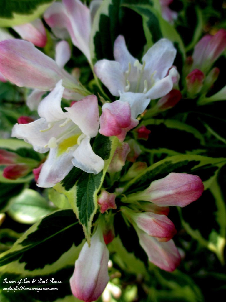 Variegated Weigela Florida https://lolajack.jp.net/may-garden-birdhouses-flowers/