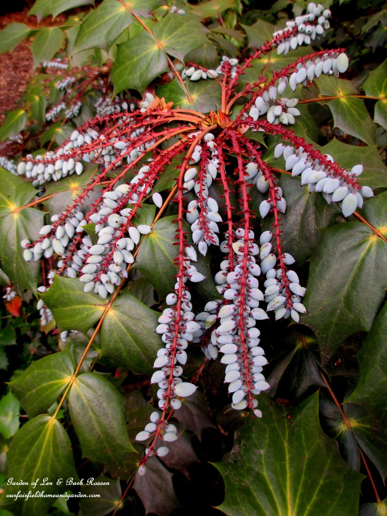 Mahonia berries for the birds https://lolajack.jp.net/may-garden-birdhouses-flowers/