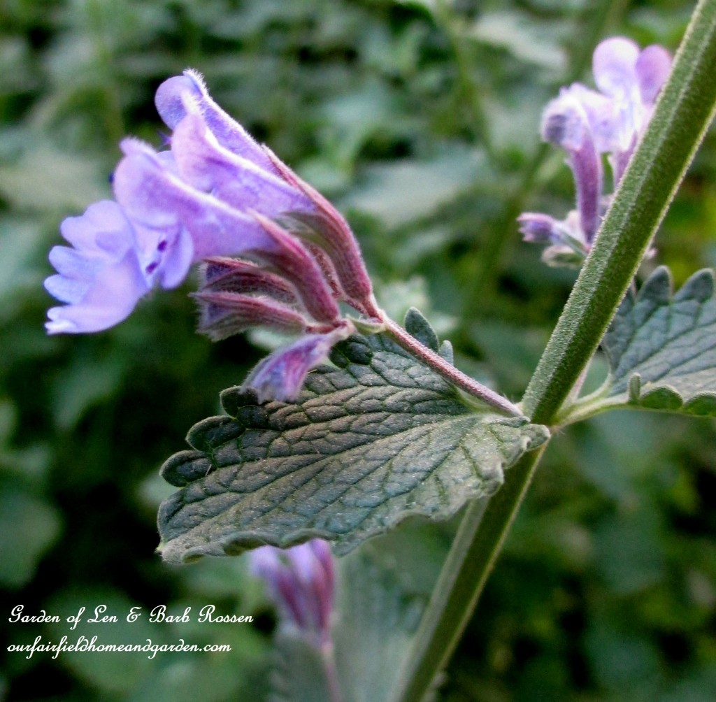 Catmint ~ Nepata https://lolajack.jp.net/may-garden-birdhouses-flowers/