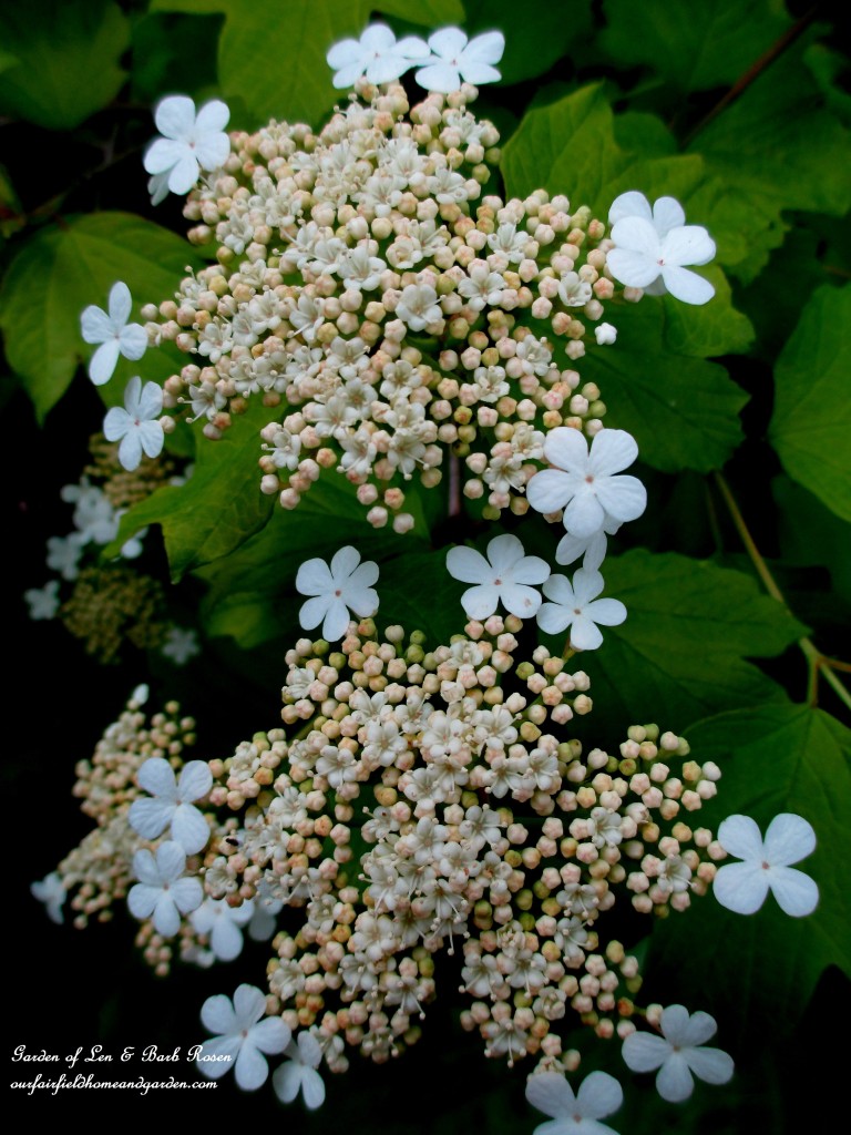 Viburnum Blooming https://lolajack.jp.net/may-garden-birdhouses-flowers/