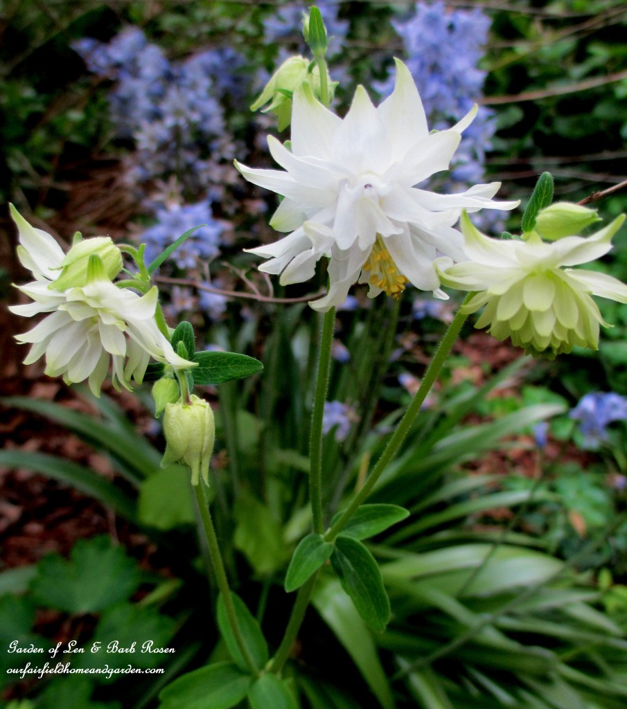 White Double Columbine https://lolajack.jp.net/may-garden-birdhouses-flowers/