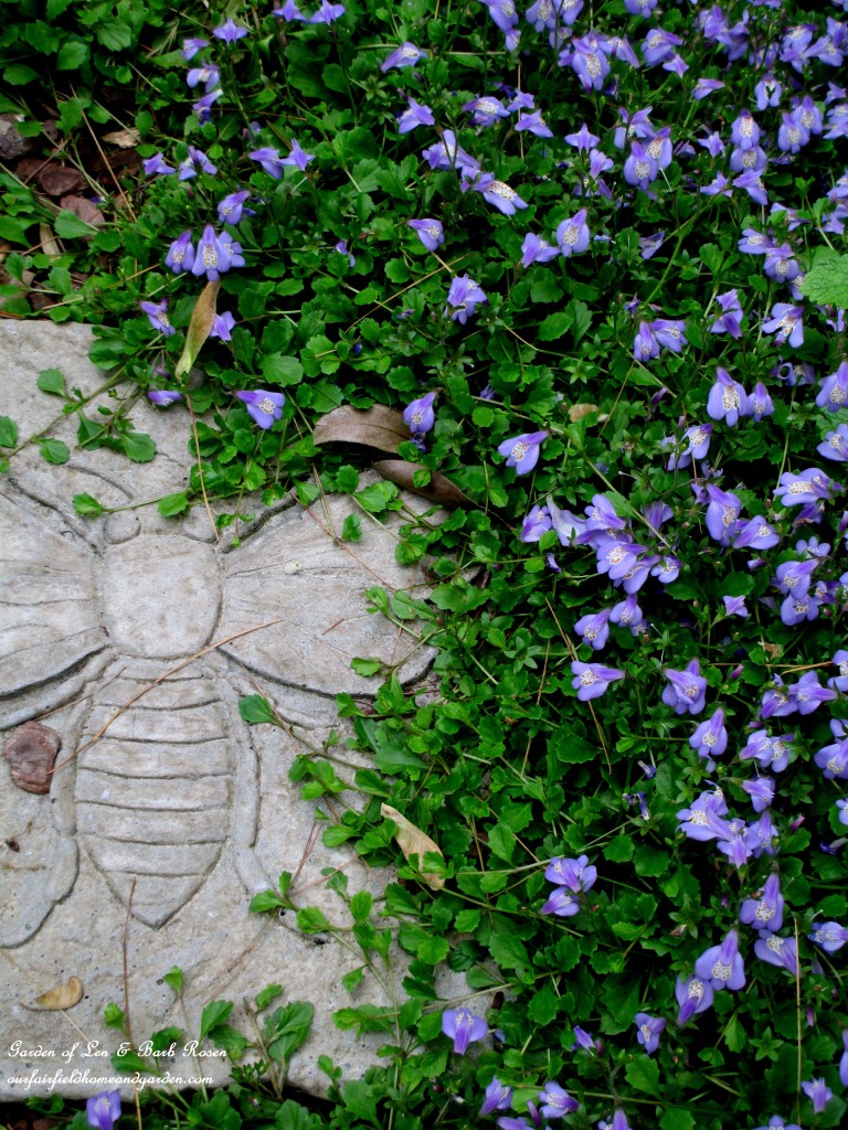 Mazus Repata ~ groundcover https://lolajack.jp.net/may-garden-birdhouses-flowers/