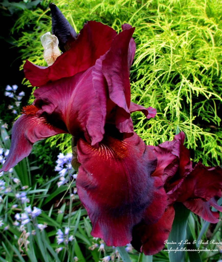 Dad's dark burgundy iris https://lolajack.jp.net/may-garden-birdhouses-flowers/