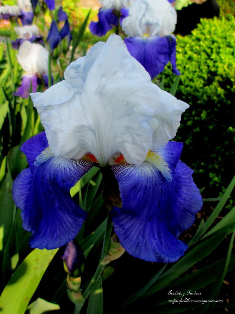 https://lolajack.jp.net/springtime-in-goodstay-gardens/