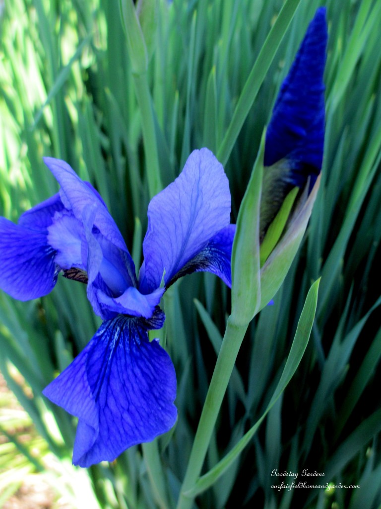 https://lolajack.jp.net/springtime-in-goodstay-gardens/
