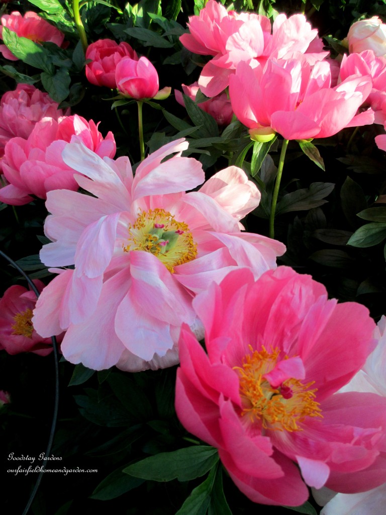 https://lolajack.jp.net/springtime-in-goodstay-gardens/