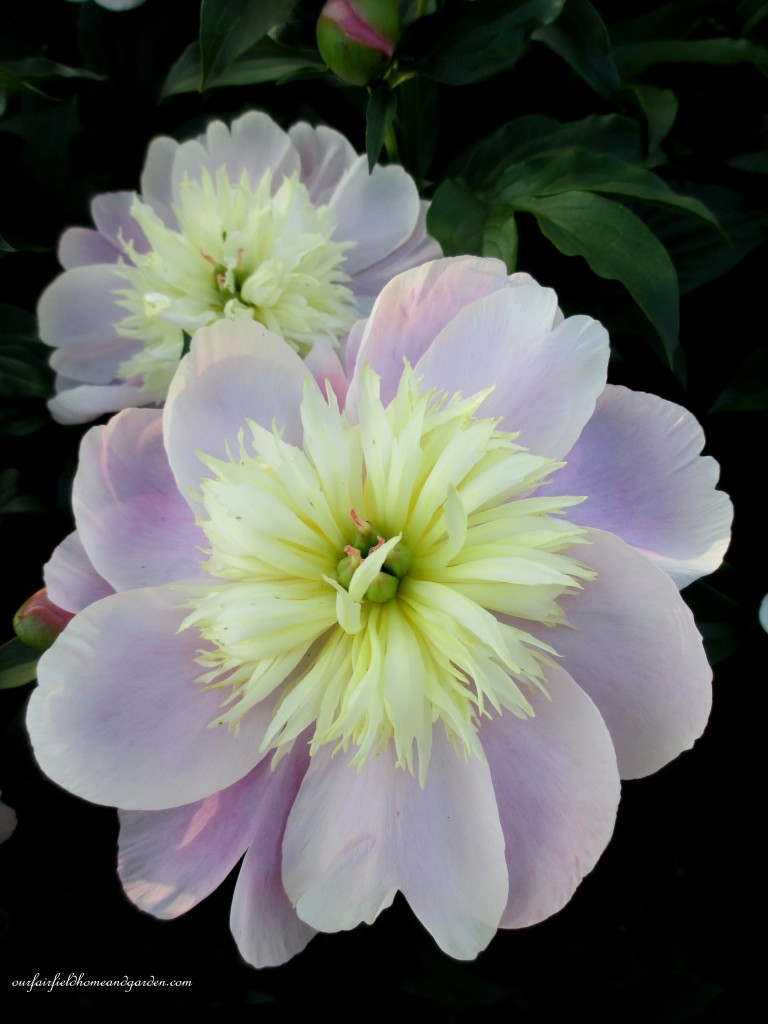 https://lolajack.jp.net/springtime-in-goodstay-gardens/