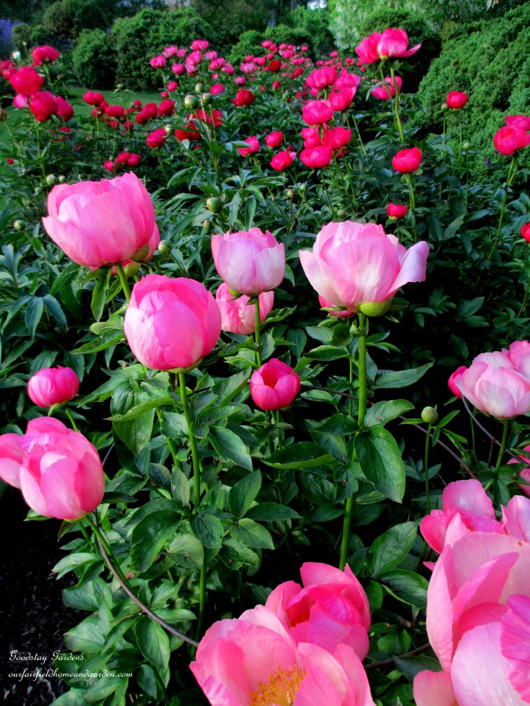 https://lolajack.jp.net/springtime-in-goodstay-gardens/