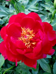 https://lolajack.jp.net/springtime-in-goodstay-gardens/
