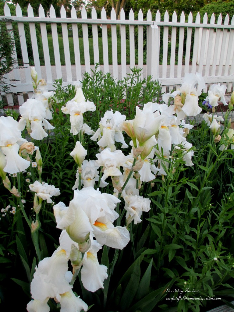 https://lolajack.jp.net/springtime-in-goodstay-gardens/