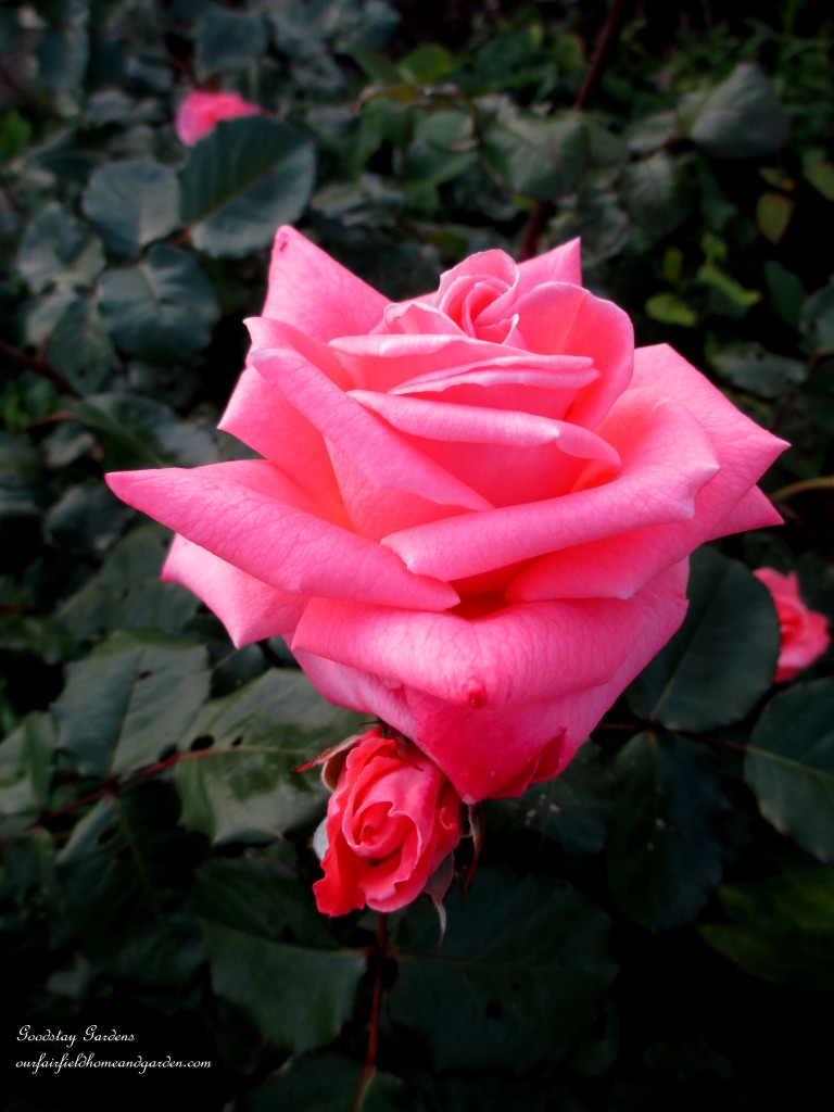 https://lolajack.jp.net/springtime-in-goodstay-gardens/