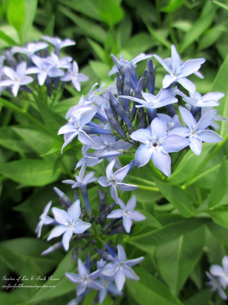 Amsonia Bluestar https://lolajack.jp.net/garden-walk-june-1st/