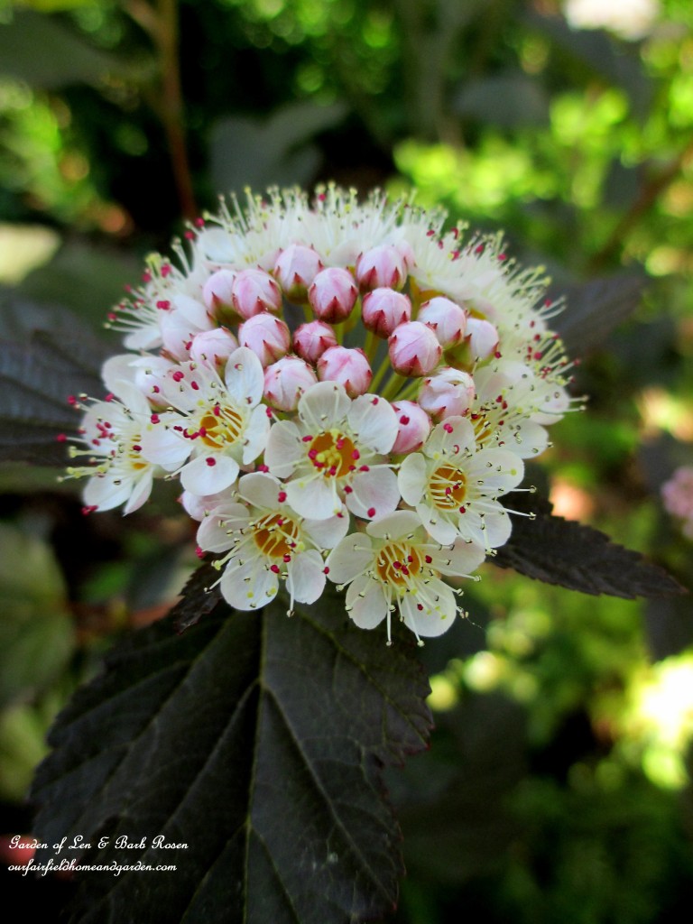 Ninebark "Coppertina"  Shrub bloom https://lolajack.jp.net/garden-walk-june-1st/