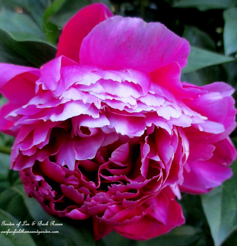 Peony from a friend ~ the best cultivar! https://lolajack.jp.net/garden-walk-june-1st/