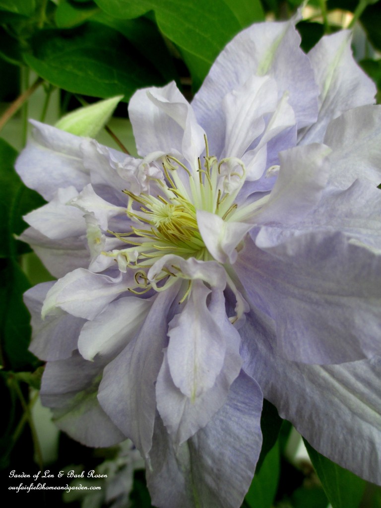 Clematis "Rivera" https://lolajack.jp.net/garden-walk-june-1st/