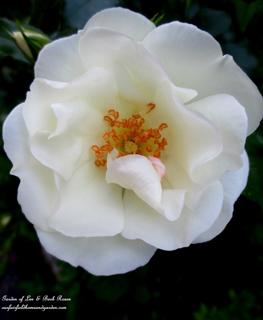 Shrub Rose https://lolajack.jp.net/garden-walk-june-1st/