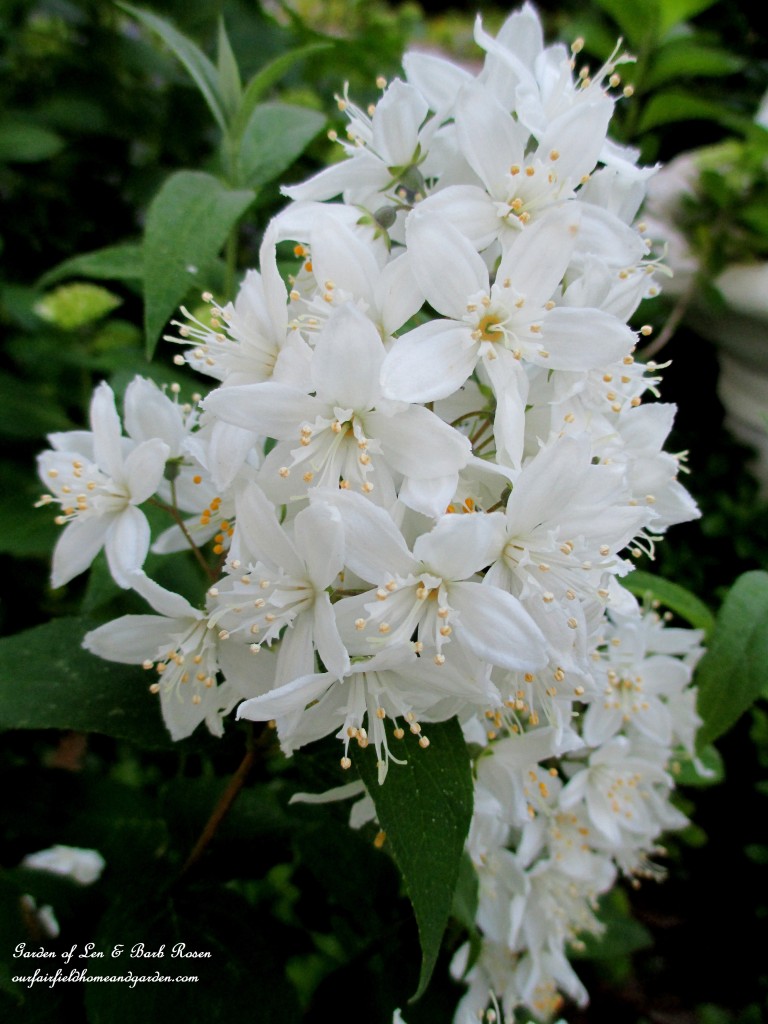 Deutzia Shrub Blooming https://lolajack.jp.net/garden-walk-june-1st/