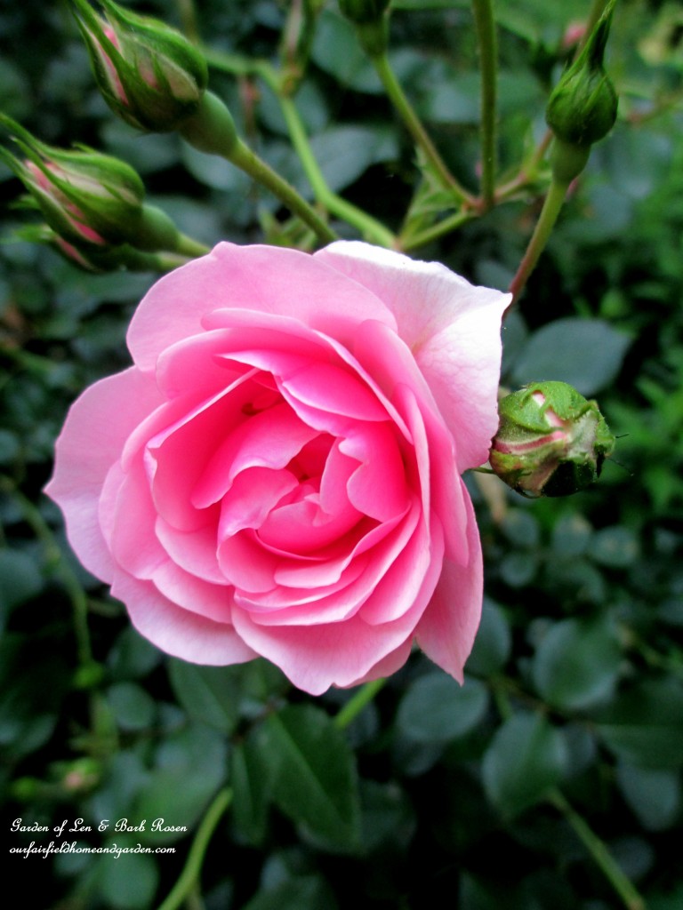 Fairy Rose https://lolajack.jp.net/garden-walk-june-1st/